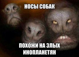 Лучшие собачьи фотографии - 2017