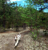 Мой конь-огонь