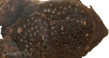 Вот еще одно Суринамская пипа жаба. А если видео как они вылазиют посмотреть вообще жуть)