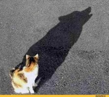 45 невероятных теней, которые заставят вас взглянуть на них дважды