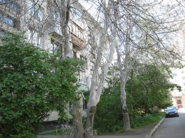 А потом все деревья в тле, помнится из-за них пару деревьев черемухи во дворе спилить пришлось