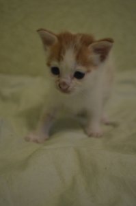 автор вот перевернул,делается это в любой программе по работе  с фото.