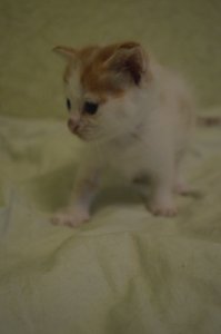 автор вот перевернул,делается это в любой программе по работе  с фото.