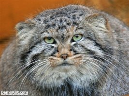 Чтобы погладить манула, вам потребуется:
1. Кусок мяса.
2. Медицинский жгут.
3. Мобильный телефон.
4. Переносной холодильник (для пикников).
5. Обезболивающее.

Порядок действий:
1. Вызовите скорую помощь по адресу, где Вы находитесь (не забудьте, что скорая может задержаться, поэтому вызов нужно совершить заранее).
2. Перетяните жгутом правую руку выше локтя.
3. Вколите обезболивающее (потребуется несколько минут, чтоб оно подействовало).
4. ПОГЛАДЬТЕ МАНУЛА.
5. Отвлеките манула от своей руки мясом.
6. Подберите руку и поместите её в холодильник.
7. Дождитесь машины скорой помощи.

 Поздравляем, Вы погладили манула! Пришитая рука снова начнёт работать через несколько месяцов (есть вероятность, что не все функции восстановятся).