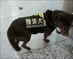 Тут все норм! Собака с поясом шахида