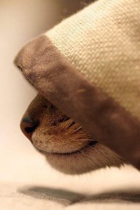 кот ассасин