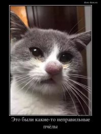 Это неправильные пчелы: Десятки тысяч пчел захватили небоскреб на Таймс-сквер