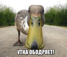 Операция по спасению уточек на МКАД