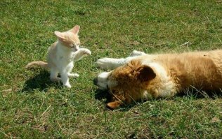 Я наблюдатель 