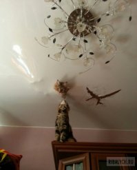 Котов на самом деле три ))