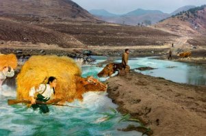 Нарисованные девушки с коровами?