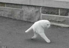 Похоже, что у этого отобрали, чтобы ногокошке добавить