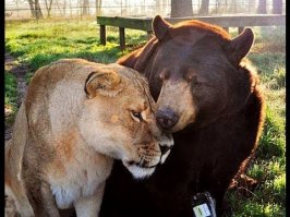 тут, в основном все мелкие, вот и дружат...вот настоящая дружба животных!