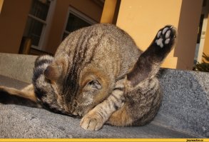 Что тебе не понятно - в жопу себя сначала тыквой поимей потом рассуждай о геополитике имбецил.

Кстати, имбецил трухлявый, ты соседям и родственникам похвастался как ты себе из под 7 учёток на развлекательном сайте плюсики жмешь?