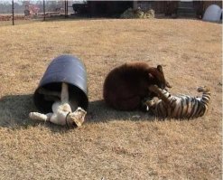 Дружба между животными разных видов