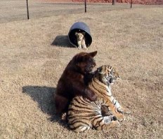 Дружба между животными разных видов