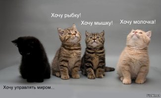 25 смешных котов, которые наотрез отказываются вести себя как нормальные животные