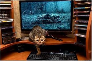 25 смешных котов, которые наотрез отказываются вести себя как нормальные животные