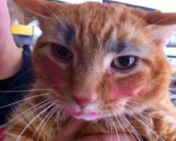 Животным тоже достается.