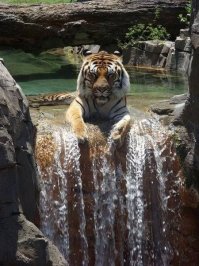Этого кота не пугают никакие водные преграды!