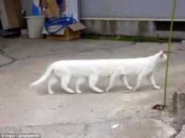 Сорококошка! :)