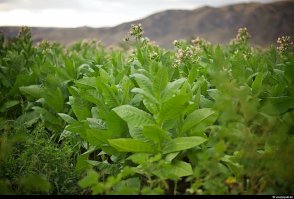 Подростку дали 5 лет за борьбу с беззаконием