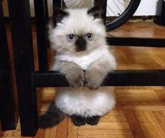 25 смешных котов, которые наотрез отказываются вести себя как нормальные животные