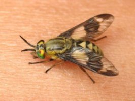 слепень - рейтинг по шкале боли: подпрыгнуть и уссаться