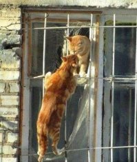 Кошки-воришки