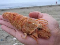ВОТ МЕДВЕДКА С ЯПОНСКОГО МОРЯ