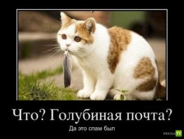 Кошки-воришки