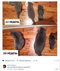 если бы тапку дали пожрать ....то
