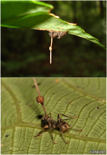 добавлю про Кордицепс однобокий: 
"Особенность этого гриба в том, что он изменяет поведение организма-хозяина, проявляя так называемую адаптивную манипуляцию паразита. Заражённый муравей уходит из колонии, забирается на высоту около 30 см и закрепляется на листе, впиваясь в центральную жилку   грибы тем самым обеспечивают себе наилучшее положение для распространения спор. После этого гриб прорастает сквозь всё тело муравья, а из муравьиной головы вырастает красно-коричневое плодовое тело гриба. Результатом необычного  ритуала  становится отметина на листе, которую трудно спутать с чем-либо ещё. После смерти муравьи продолжают распространять споры гриба. Кутикула муравья становится защитным футляром для гриба. Причём гриб вырастает в два раза больше, чем длина муравья, после чего приступает к половому размножению"