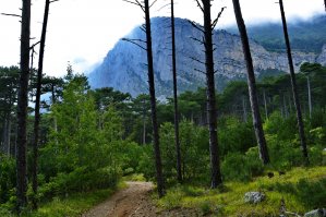 Ялтинский горно-лесной заповедник...Окрестности Ай Петри , дорога на Кореизскую тропу на Ай Петри...пешая альтернатива канатной дороги Мисхор-Ай Петри.