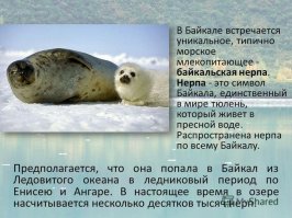 Благодаря таким нерпам-путешественникам когда-то появились байкальские нерпы.
