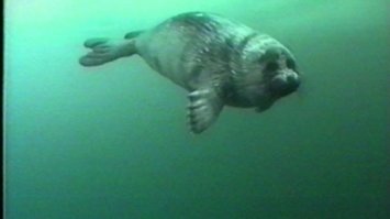 В центре Петербурга  спасли выброшенного из воды тюлененка