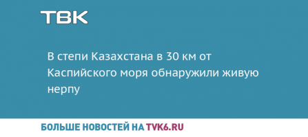 В центре Петербурга  спасли выброшенного из воды тюлененка