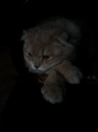 0 подписчиков, т.к. лично ему на них плевать, с самого большого в квартире шкафа, но при этом не менее прекрасен