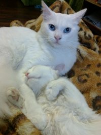 16 котов, которые прекраснее и популярнее чем ты