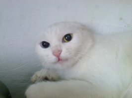 16 котов, которые прекраснее и популярнее чем ты