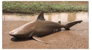 Акула вылезла эволюционировать