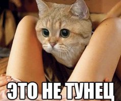 30 фотобомб, главными героями которых стали животные