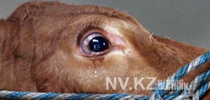 во первых я писал в шутливом констекте, во вторых намеренно их кушать не буду и детям так же не дам, но если случайно попалось и ты съел даже не  заметил, то никакой печали испытывать не буду. а если насекомые приготовлены как блюдо чьей нибудь национальной кухни, то не исключаю, что попробую. вы когда нибудь пробовали кушать мясо и представлять как режут это животное, как у него в глазах страх, испуг, ужас и обречённость в одно и тоже время, как ей режут горло и оно хрипит захлёбываясь собственной кровью, бьётся в предсмертных судорогах в луже собственной крови и смотрит на вас глазами полными слёз с вопросом застывшим в её глазах "за что?!" думаю, что не пробовали))) Вы хоть раз были на бойне? зайдите как нибудь и Вы увидите слёзы в глазах коровы которую загоняют на стапеля. и это не шутка и не фантазия. это реальность. однако, если не вдаваться в такие тонкости то пожрать шашлычок очень даже вкусно) я не веган, хочу сразу предупредить))