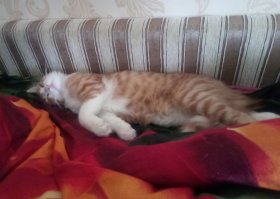 Самый красивый кот, это свой кот))