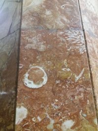 Гастроподы с БиЛа и раковины с кораллами с Красносельской из личной коллекции. А вообще подобные приветы из мела, юры и карбона видел примерно на трёх десятках московских станций и даже в облицовке некоторых магазинов.