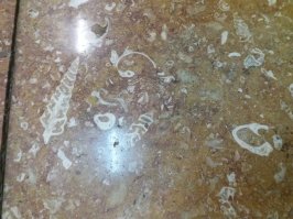 Гастроподы с БиЛа и раковины с кораллами с Красносельской из личной коллекции. А вообще подобные приветы из мела, юры и карбона видел примерно на трёх десятках московских станций и даже в облицовке некоторых магазинов.