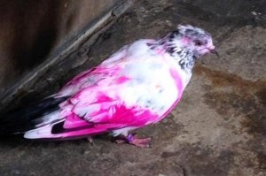 Вот эта птица его съест)