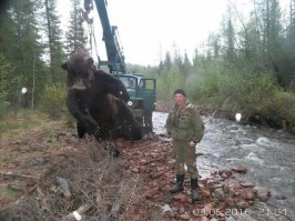 Знакомые прислали фото. Где-то в сибирской тайге дело. На вахте.
Как они такого завалили, непонятно... По нему из пушки надо стрелять.