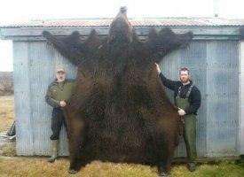 Знакомые прислали фото. Где-то в сибирской тайге дело. На вахте.
Как они такого завалили, непонятно... По нему из пушки надо стрелять.