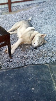 А мой может часами спать)))